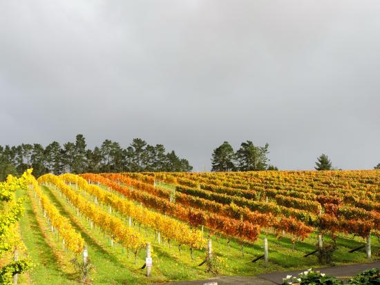 Auckland Wine Trail Tours