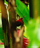 Western Ghats