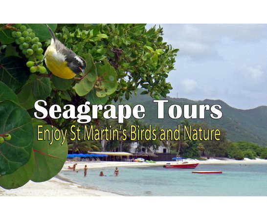 Seagrape Tours