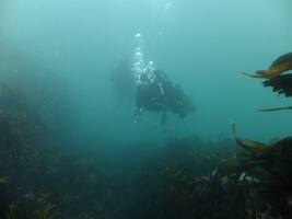 Dive Newquay