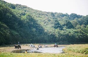 Newquay Riding Stables
