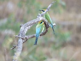 Fine Feather Tours