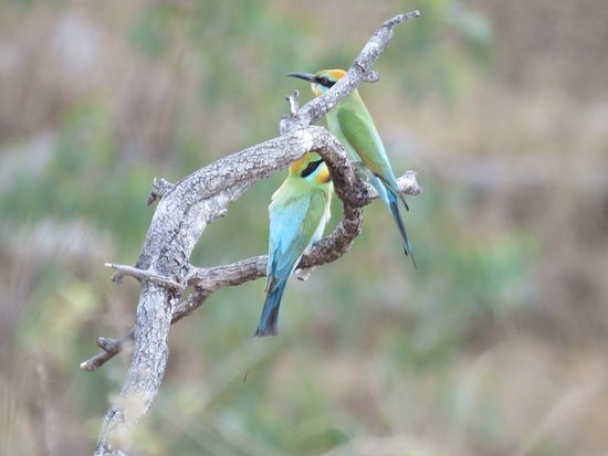 Fine Feather Tours