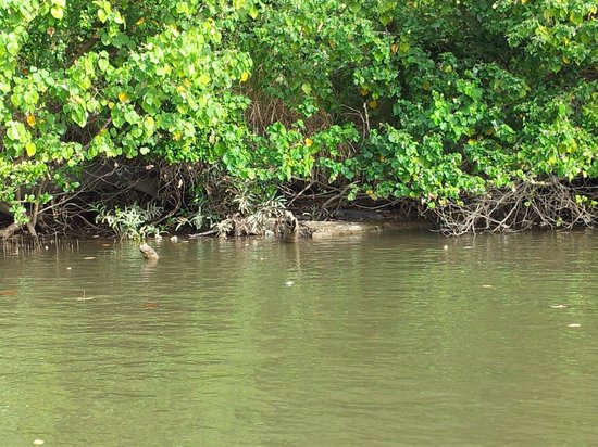 Daintree River Cruise Centre