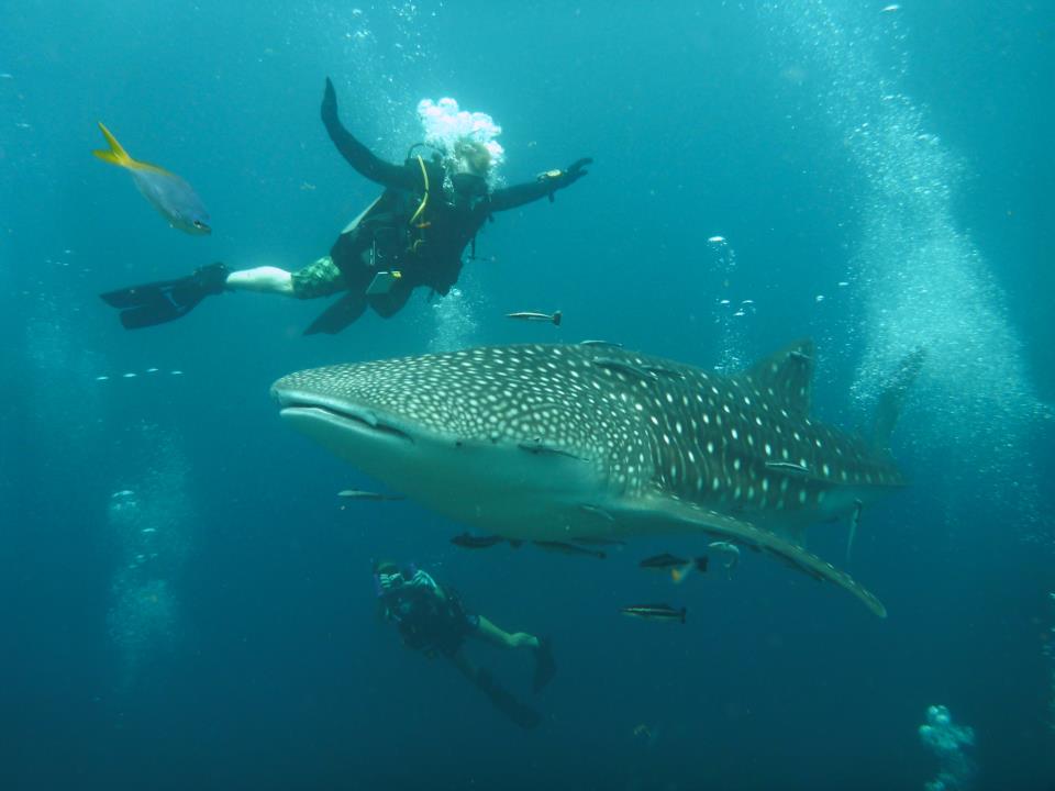 DJL Diving