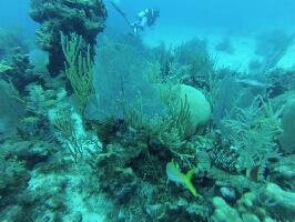 Living The Dream Divers