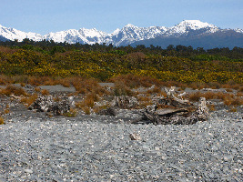 Fox Glacier New Zealand Beach