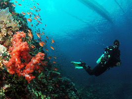 Diving Puerto Galera