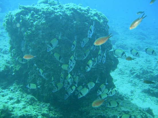 Nisos Benidorm Dive Centre