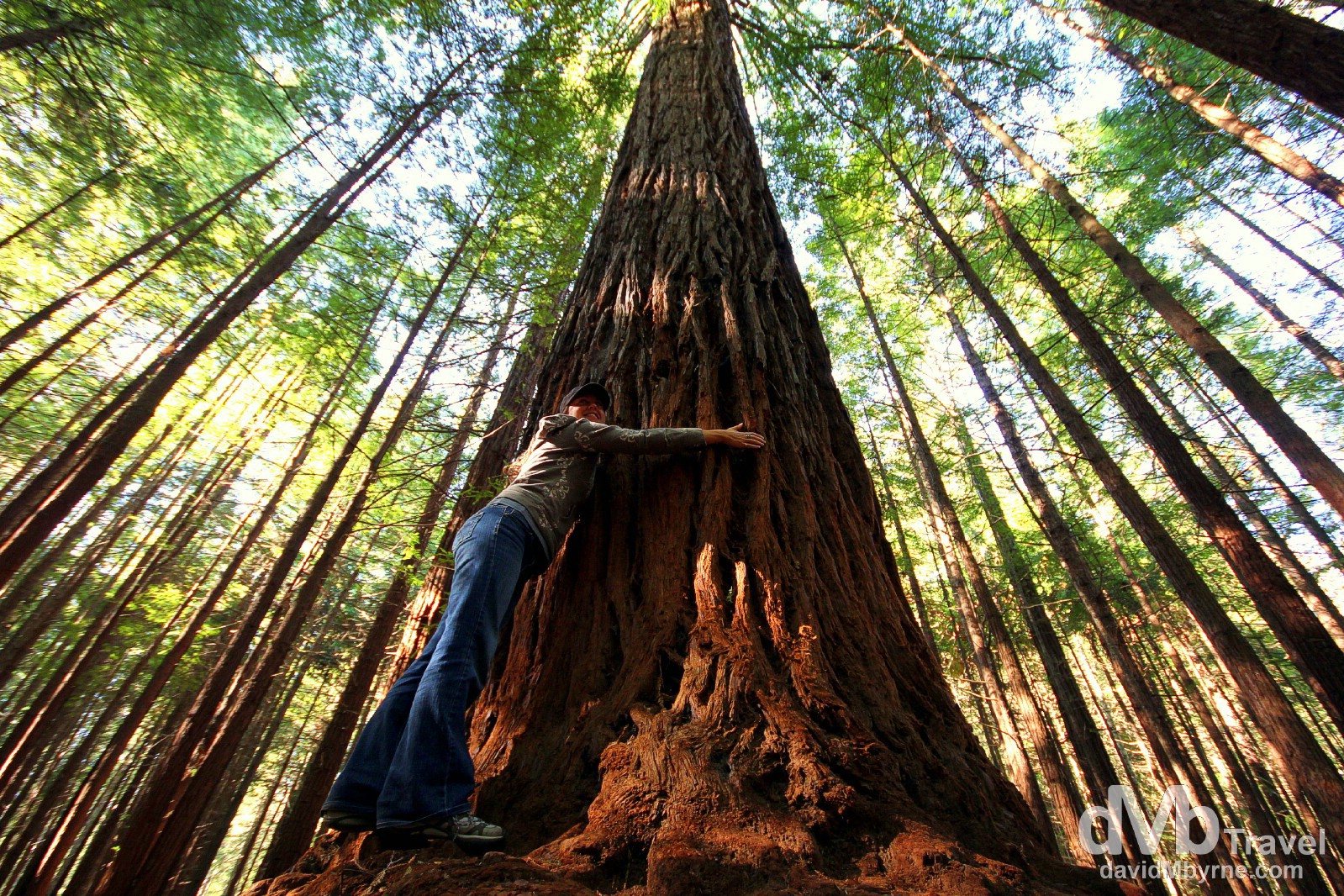 Redwoods, Whakarewarewa Forest