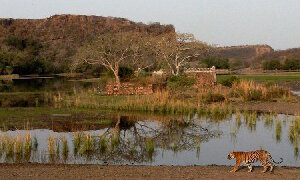 Sawai Madhopur India Park