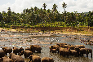 Uda Walawe National Park  Sri Lanka National Park