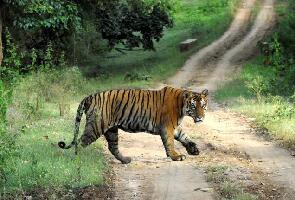 Bandipur India Park
