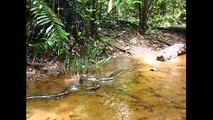 Parque Nacional Yasuni