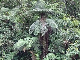 Parque Nacional Podocarpus
