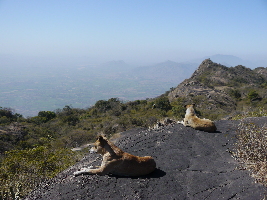 Mount Abu Trekking