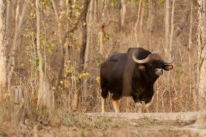 Nagzira Wildlife Sanctuary