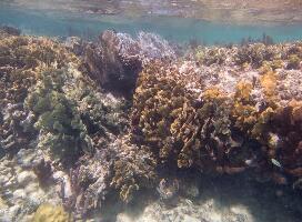 Ambergris  Caye Belize National Park