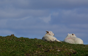 Malham Tarn