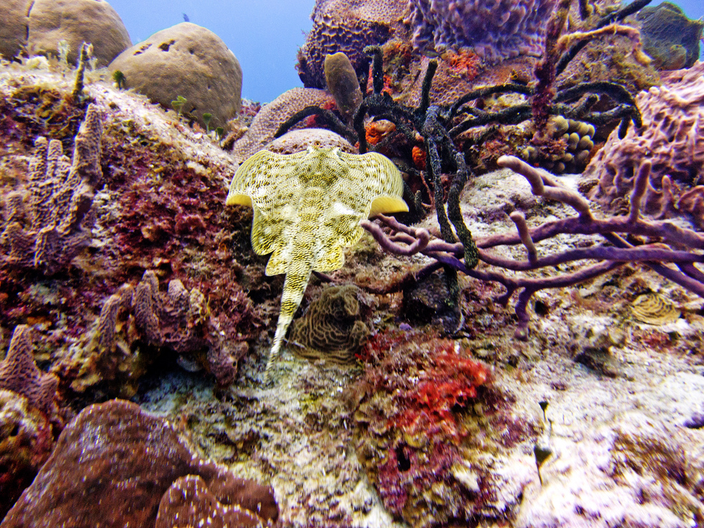 Ray Diving Cozumel