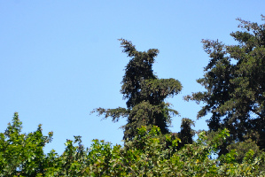 Kaminaljuyu
