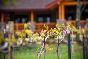 Mountain View Vineyard, Winery and Brewery
