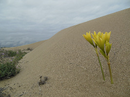 Punta Choros