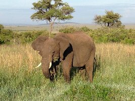 Lion Trails Safaris - Day Tours
