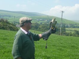 Falconry Ireland