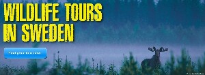 Wild Sweden - wildlife tours
