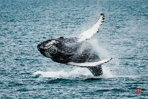 Whale Watching Reykjanes