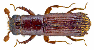 Oxford University Museum of Natural History