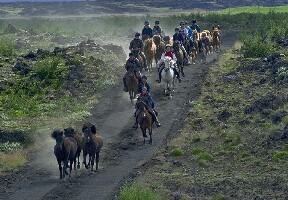 Riding Tours South Iceland