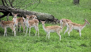 Parc Animalier de la Grande-Jeanne
