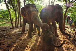 Save Elephant Foundation - Surin Project