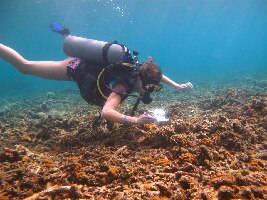Big Blue Diving