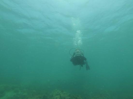 Dolphin Dive Fremantle