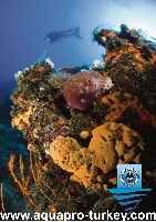 Bitez Turkey Dive