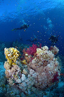 Anthias Divers, Sharm el Sheikh
