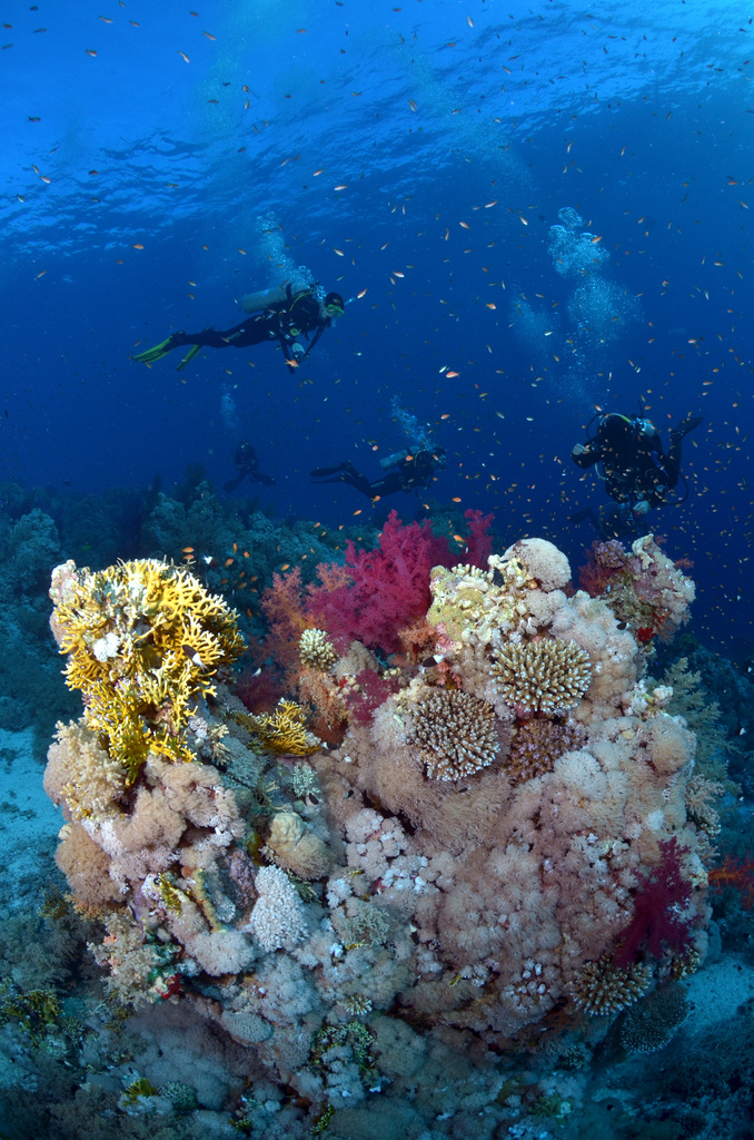 Anthias Divers, Sharm el Sheikh