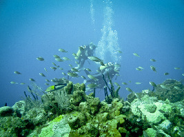 Dominica Dominica Dive