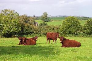 Occombe Farm