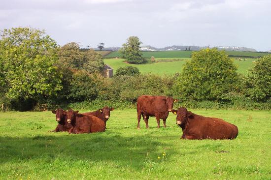 Occombe Farm