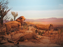 California Academy of Sciences