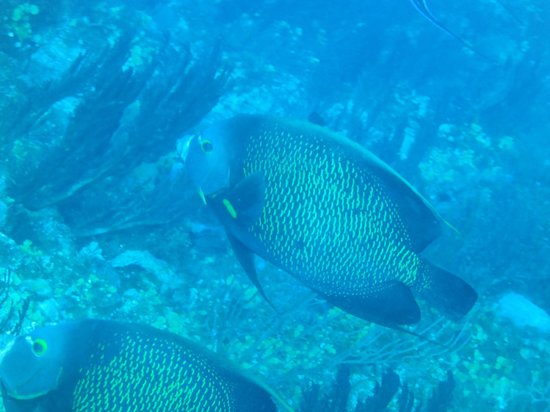 Phocea Mexico , Cozumel