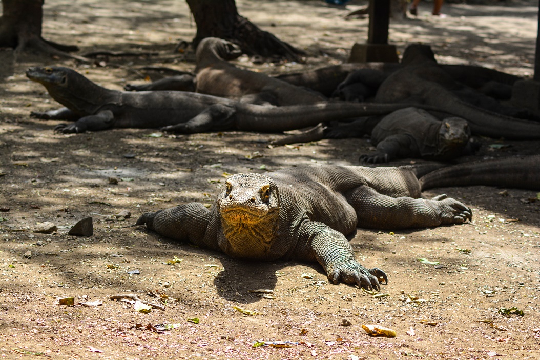 Dragon Dive Komodo