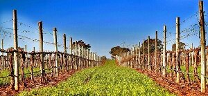 Warrabilla Wines