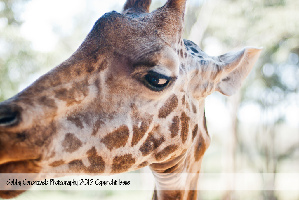 Giraffe Centre