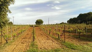 Gentilini Winery and Vineyards