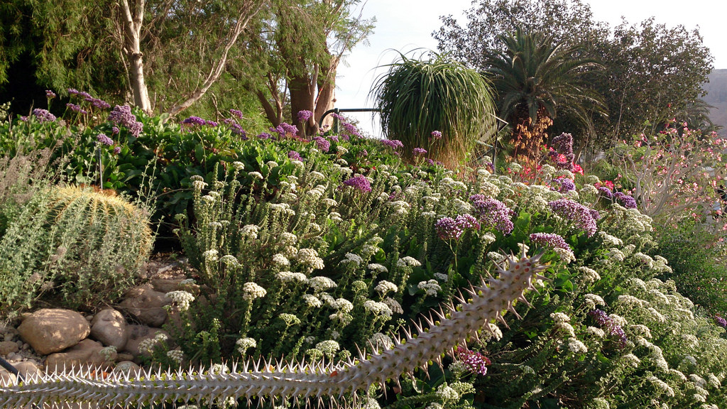 Ein Gedi Botanical Garden